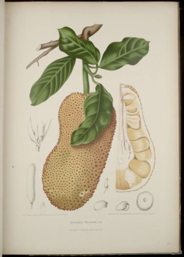 Rhymay the Bread-fruit - Artocarpus polyphema